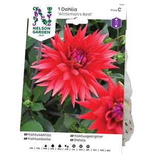 Vårlök Nelson Garden Kaktusdahlia Witteman's Best Hög, Röd