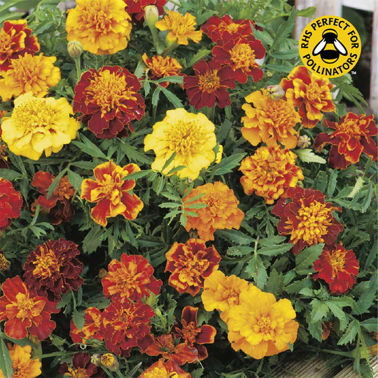 Sammetstagetes 'Bonita'