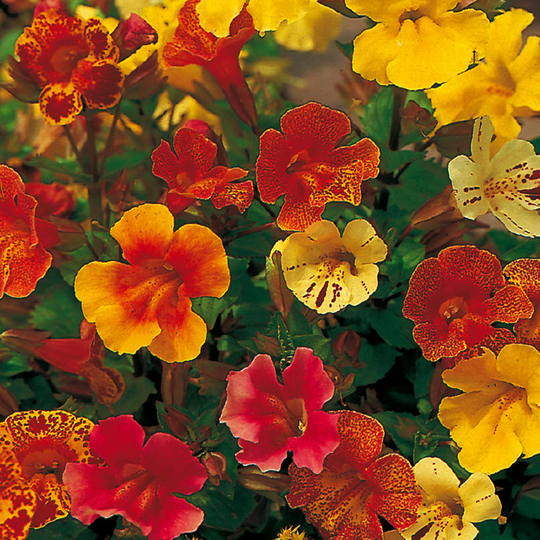 Gyckelblomma 'Extra Choice Mixed'