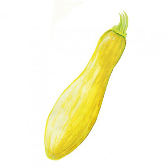 Sommarsquash 'Yellow Straightneck'