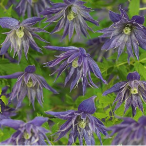 Klematis 'Spiky' 1-pack