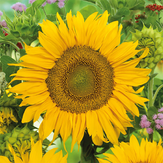 Solros 'Sunspot Gold'