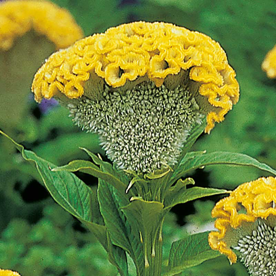 Tuppkam 'Bombay Figo'