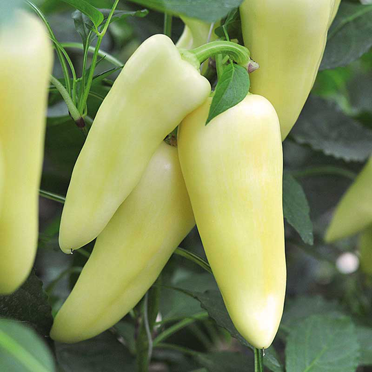 Paprika 'Inara'