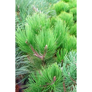 Svarttall 'Green Tower', 10-pack