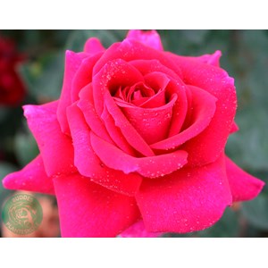 Storblommig ros 'Big Purple' 5-pack