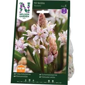 Höstlök Nelson Garden Tidig Blåstjärna Rosea Rosa
