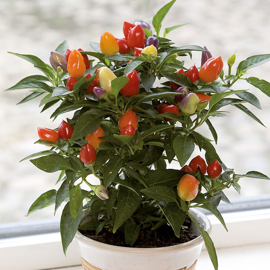 Prydnadspaprika 'Harlequin'