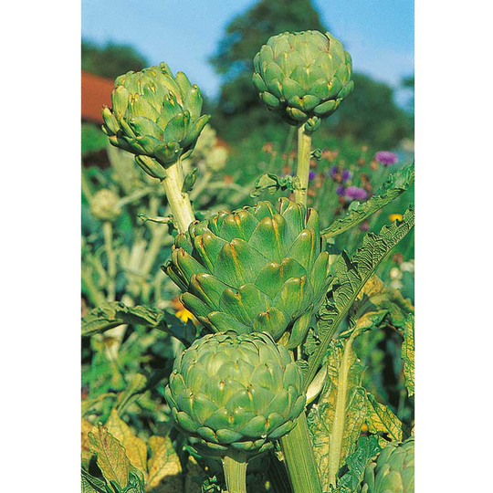 Kronärtskocka 'Imperial Star'