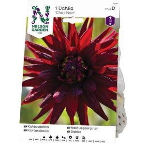 Vårlök Nelson Garden Kaktusdahlia Chat Noir Hög, Mörkröd