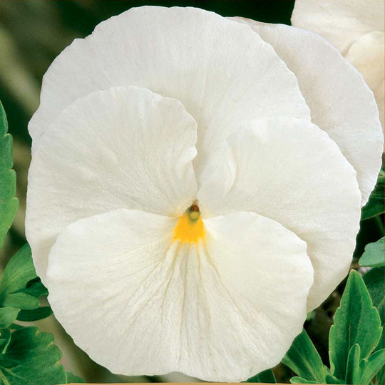 Pensé ’Firnenschnee’