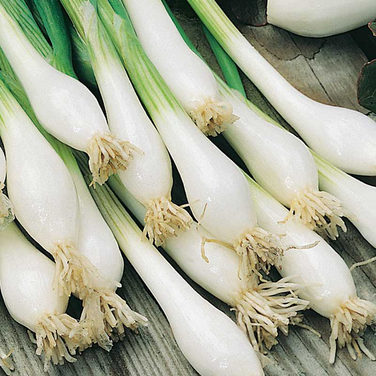 Salladslök 'Witte van Lissabon', ekologisk