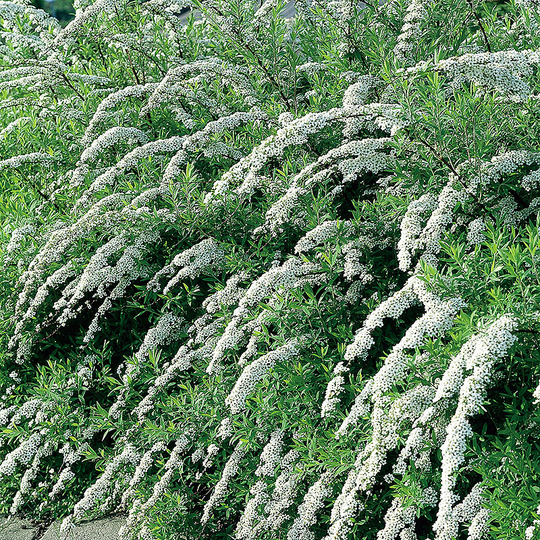 Norsk brudspirea 80-100 cm, 5-pack