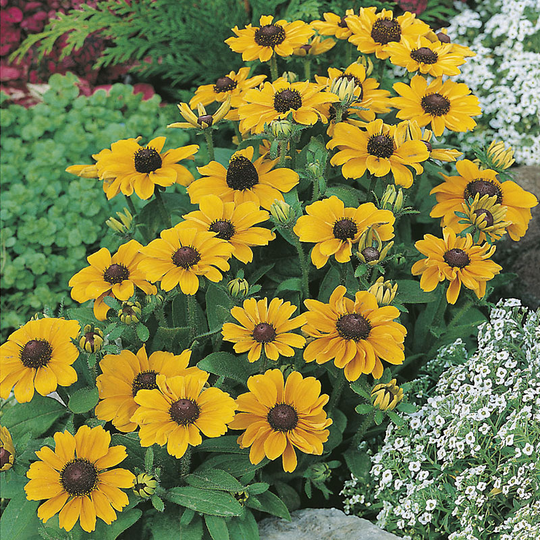Sommarrudbeckia 'Toto'