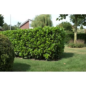 Lagerhägg 'Etna' CO, 40-50 cm 1-pack