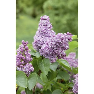 Syrén 50-80 cm 10-pack