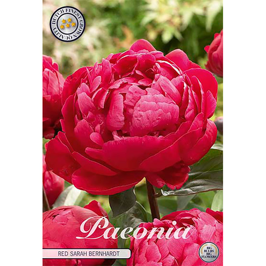 Luktpion 'Red Sarah Bernhardt'