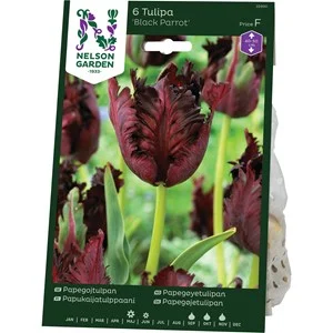 Nelson Garden Papegojtulpan Black Parrot Purpur