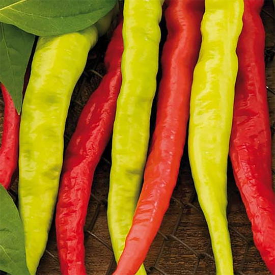 Chili 'Lombardo'