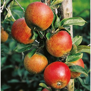 Äpple 'Aroma' E Svagväxande