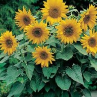 Solros 'Pacino Gold'