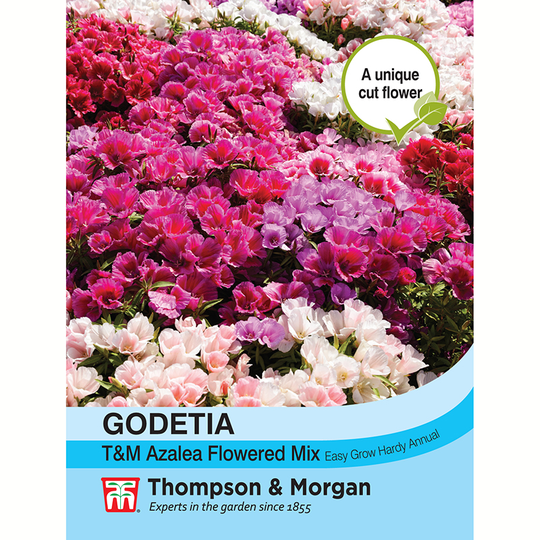 Atlasblomma 'T&M Azalea Flowered Mixed'