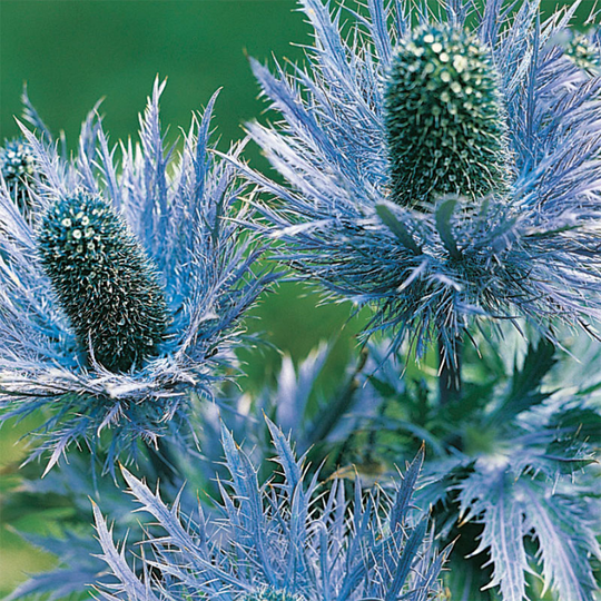Alpmartorn, Eryngium alpinum superbum