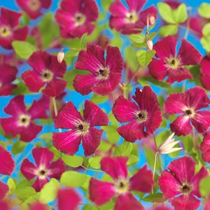 Klematis Viticella 'Rubra' 3-pack