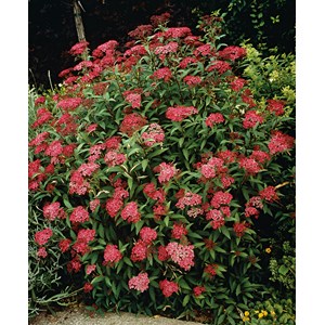 Rosenspirea karminröd 'Anthony Waterer' CO 10-pack