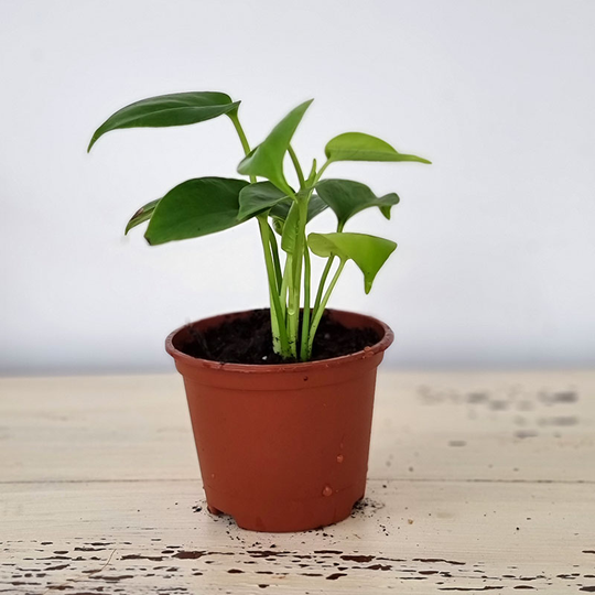 Monstera deliciosa