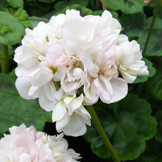 Zonalpelargon 'Prins Nicolai'