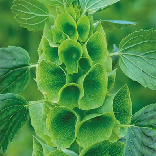 Musselsyska 'Bells of Ireland'