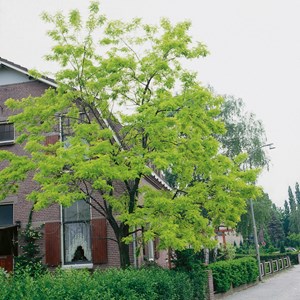Robinia