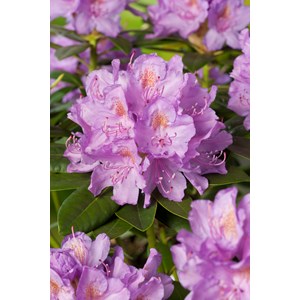 Park Rhododendron 50-60 cm, Lila 1-pack