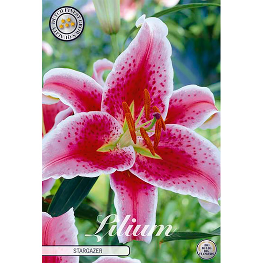Orientlilja 'Stargazer'