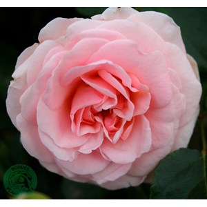 Flerblommig buskros 'Dronning Margrethe' 5-pack