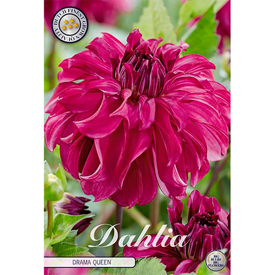 Dekorativdahlia 'Drama Queen'