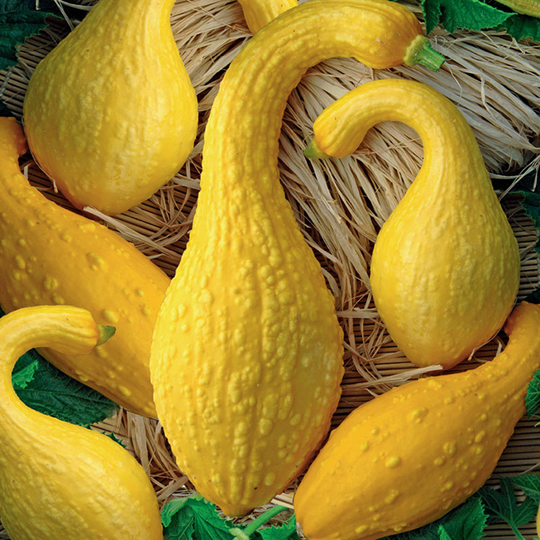 Squash 'Early Summer Crookneck'