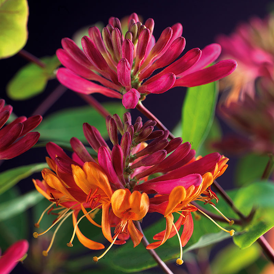 Kaprifol 'Goldflame'