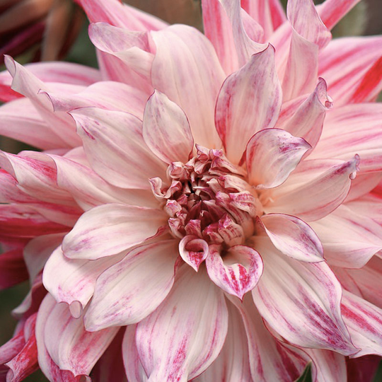 Dekorativdahlia 'Cafe au Lait Twist'