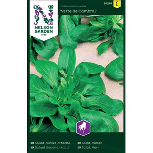 Fröer Nelson Garden Sallat Vinter Mache Vert