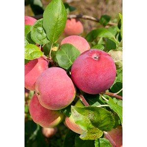 Äpple 'Röd Melba'