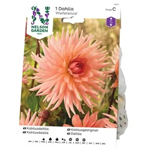 Vårlök Nelson Garden Kaktusdahlia Preference Hög, Korallrosa