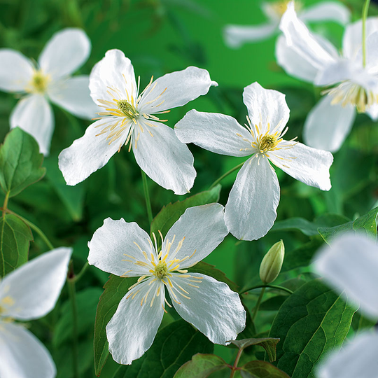 Klematis 'Grandiflora'