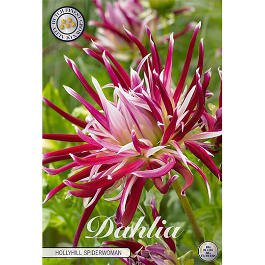 Kaktusdahlia 'Hollyhill Spiderwoman'