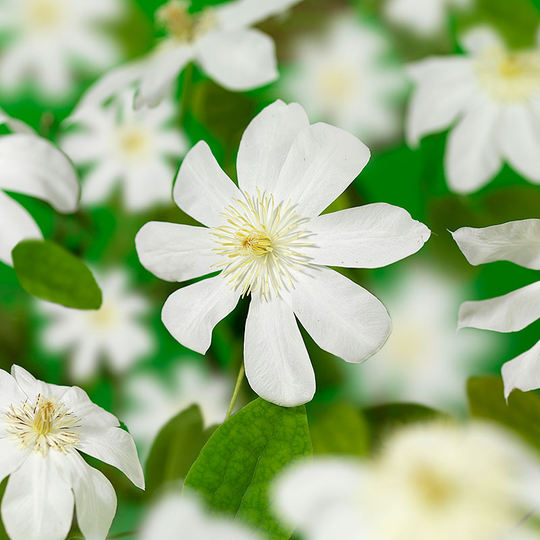 Klematis 'Wada's Primrose'