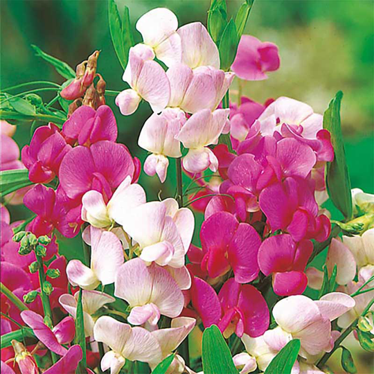 Rosenvial 'Everlasting', mix