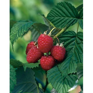 Hösthallon mörkrött 'Ariadne', 30-50 cm 1-pack