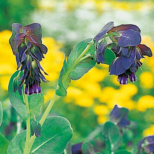 Stor vaxblomma 'Kiwi Blue'