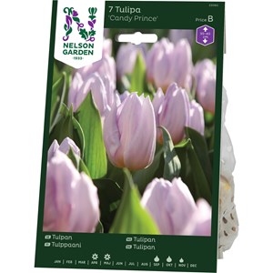 Höstlök Nelson Garden Tidig Enkel Tulpan Candy Prince